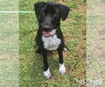 Small #1 Labrador Retriever-Retriever  Mix