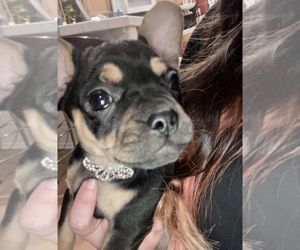 Medium Photo #4 Frenchie Pug Puppy For Sale in FILLMORE, CA, USA
