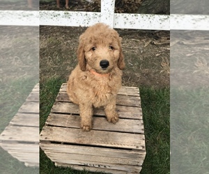 Goldendoodle (Miniature) Puppy for sale in GOSHEN, IN, USA