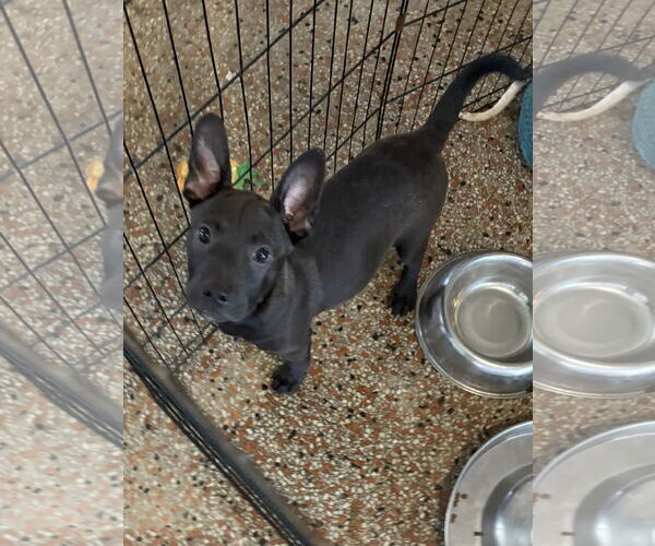 Medium Photo #1 Boston Huahua Puppy For Sale in Sanford, FL, USA