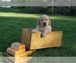 Image preview for Ad Listing. Nickname: Walter