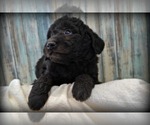 Small Photo #1 F2 Aussiedoodle Puppy For Sale in NILES, MI, USA