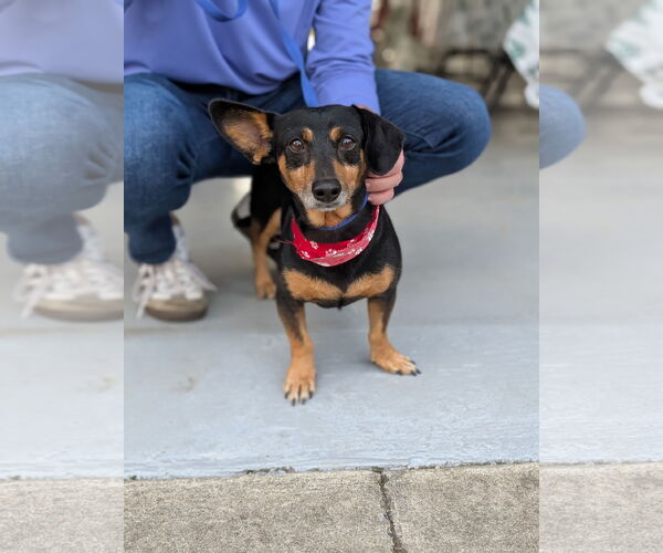 Medium Photo #3 Dachshund-Unknown Mix Puppy For Sale in Oakhurst, NJ, USA