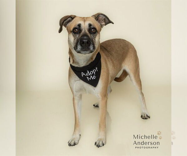 Medium Photo #2 Black Mouth Cur Puppy For Sale in Corona, CA, USA