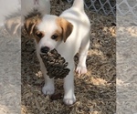 Small Photo #6 Jack Russell Terrier Puppy For Sale in MABLETON, GA, USA