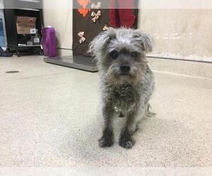 Mutt Dogs for adoption in Riverside, CA, USA