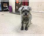 Small Mutt