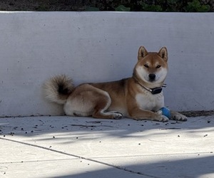 Father of the Shiba Inu puppies born on 03/18/2026