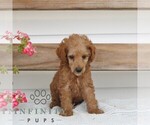 Small #2 Poodle (Miniature)