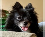 Small #2 Pomeranian