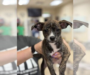 Boston Terrier-Unknown Mix Dogs for adoption in Mundelein, IL, USA