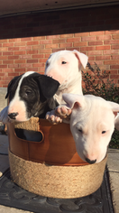 Bull Terrier Puppy for sale in HICKORY, NC, USA