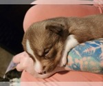 Small Photo #2 Siberian Husky Puppy For Sale in FORT PLAIN, NY, USA