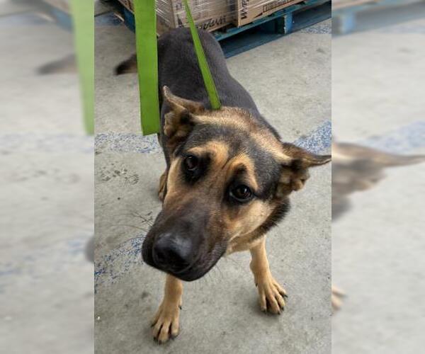 Medium Photo #1 German Shepherd Dog Puppy For Sale in Bakersfield, CA, USA