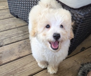 Maltipoo Puppy for sale in LELAND, NC, USA