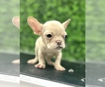 Small Photo #4 French Bulldog Puppy For Sale in DENVER, CO, USA