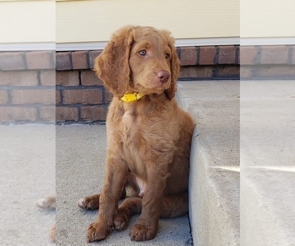 Medium Photo #2 Goldendoodle Puppy For Sale in MURFREESBORO, TN, USA