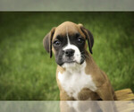 Small #3 Boxer