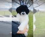 Small Photo #8 Saint Berdoodle Puppy For Sale in NACHES, WA, USA