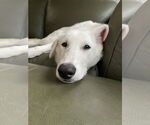Small #8 German Shepherd Dog-Great Pyrenees Mix