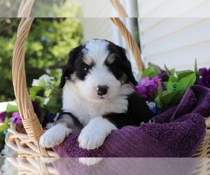 Miniature Bernedoodle Puppy for sale in SHILOH, OH, USA