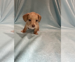 Dachshund Puppy for sale in CUMBERLAND, RI, USA