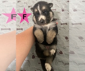 German Shepherd Dog Puppy for sale in ALACHUA, FL, USA