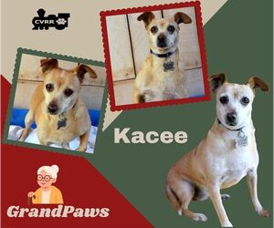 Chihuahua-Unknown Mix Dogs for adoption in Lindsay, CA, USA