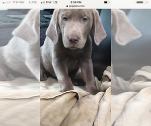 Labrador Retriever Puppy for sale in BOWLUS, MN, USA