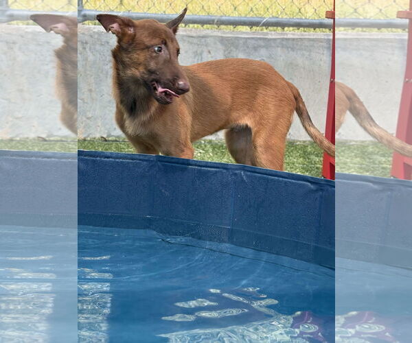 Medium Photo #2 Mutt Puppy For Sale in Woodbury, NY, USA