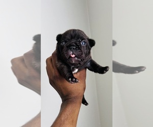 French Bulldog Puppy for sale in BLOOMFIELD HILLS, MI, USA