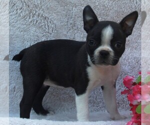 Boston Terrier Puppy for sale in FREDERICKSBURG, OH, USA