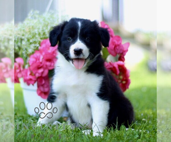 Medium Photo #1 Border Collie Puppy For Sale in QUARRYVILLE, PA, USA