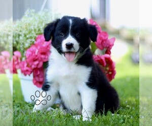 Border Collie Puppy for sale in QUARRYVILLE, PA, USA