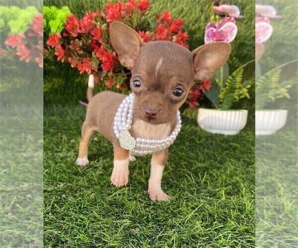 Medium Photo #11 Chihuahua Puppy For Sale in BOSTON, MA, USA