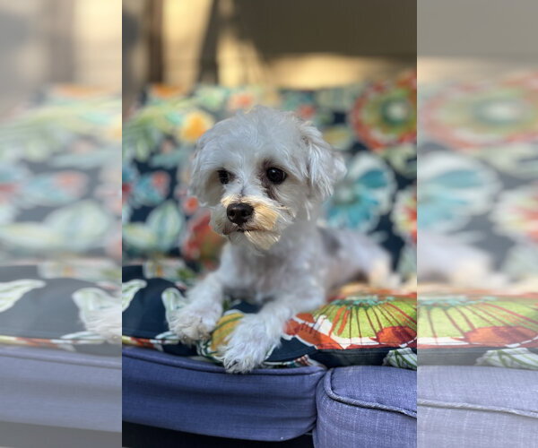Medium Photo #1 Maltese-Unknown Mix Puppy For Sale in Wheaton, IL, USA
