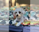 Small Maltese Mix
