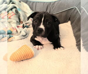 American Pit Bull Terrier-Unknown Mix Dogs for adoption in Belleville, MI, USA
