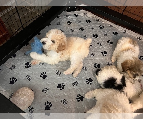 Medium Photo #5 Poodle (Standard) Puppy For Sale in NEOLA, WV, USA