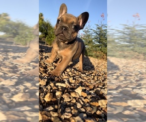 French Bulldog Puppy for sale in PHOENIX, AZ, USA