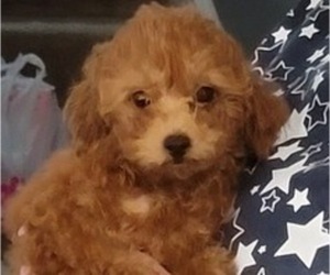 Poodle (Toy) Puppy for sale in WOODBRIDGE, VA, USA