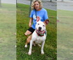 Small #14 American Pit Bull Terrier