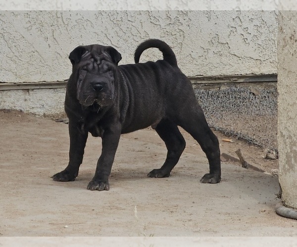 Medium Photo #5 Chinese Shar-Pei Puppy For Sale in LUCERNE VALLEY, CA, USA