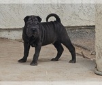 Small #4 Chinese Shar-Pei