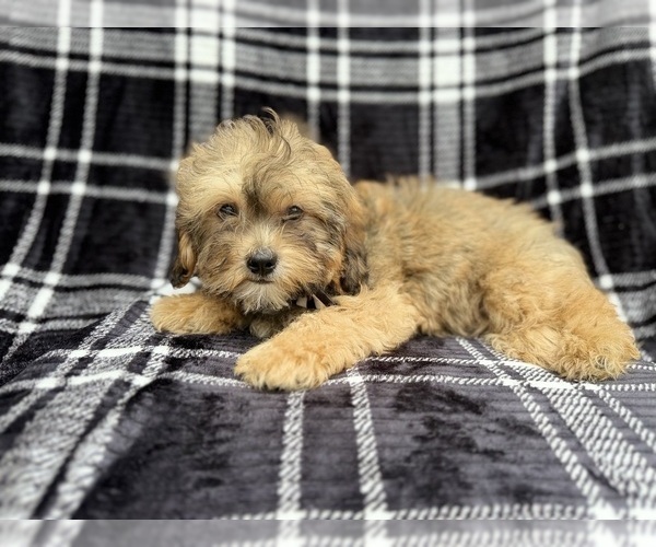 Medium Photo #7 Shih-Poo Puppy For Sale in LAKELAND, FL, USA