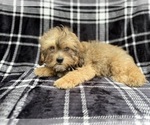 Small #6 Shih-Poo