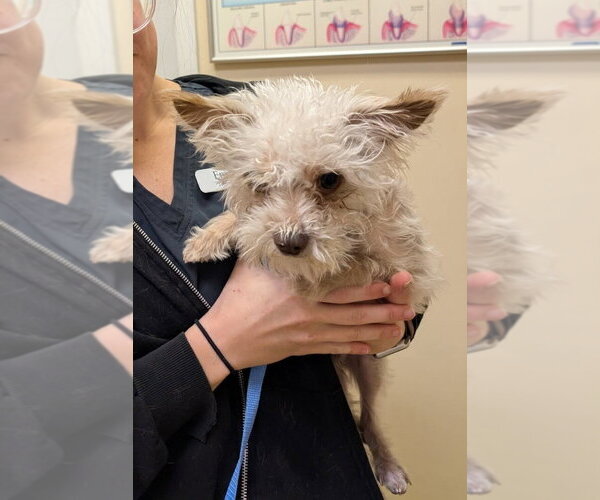 Medium Photo #2 Shih Tzu-Unknown Mix Puppy For Sale in Caldwell, NJ, USA