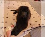 Small Photo #7 Newfoundland Puppy For Sale in BERESFORD, SD, USA