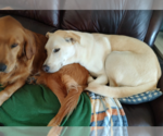 Small #2 Huskies -Labrador Retriever Mix