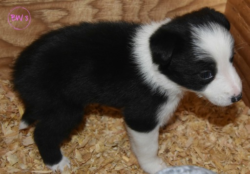 Medium Photo #14 Border Collie Puppy For Sale in WHITE SALMON, WA, USA